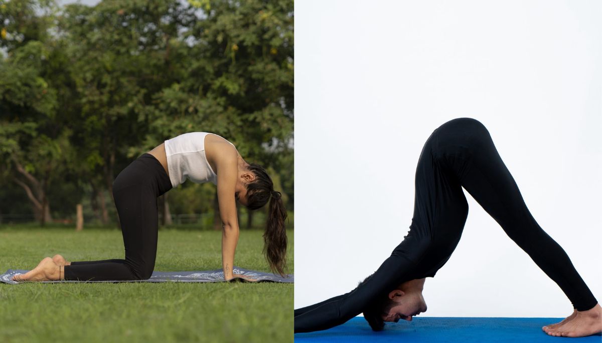 Cat Pose vs Downward Facing Dog