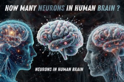 How Many Neurons Are in the  Human Brain?