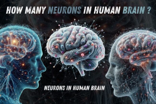 How Many Neurons in Human Brain